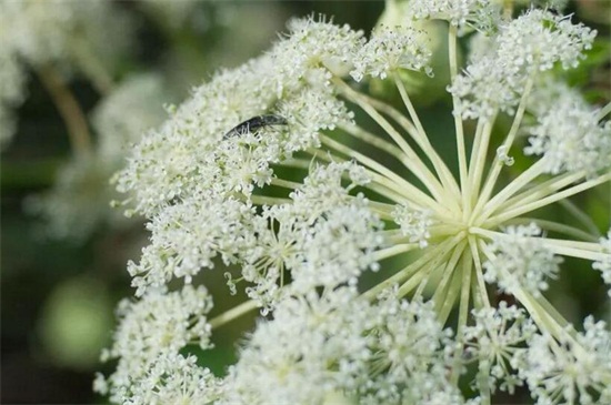 白芷种植技术，三个步骤手把手教你种植