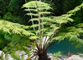 植物界的“活化石”——桫椤