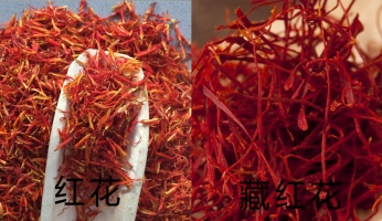 红花和藏红花有什么区别：红花能通经治血，能补能泻，但养血的功效远不及藏红花