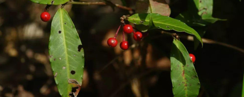 花椒树怎样修剪才能高产